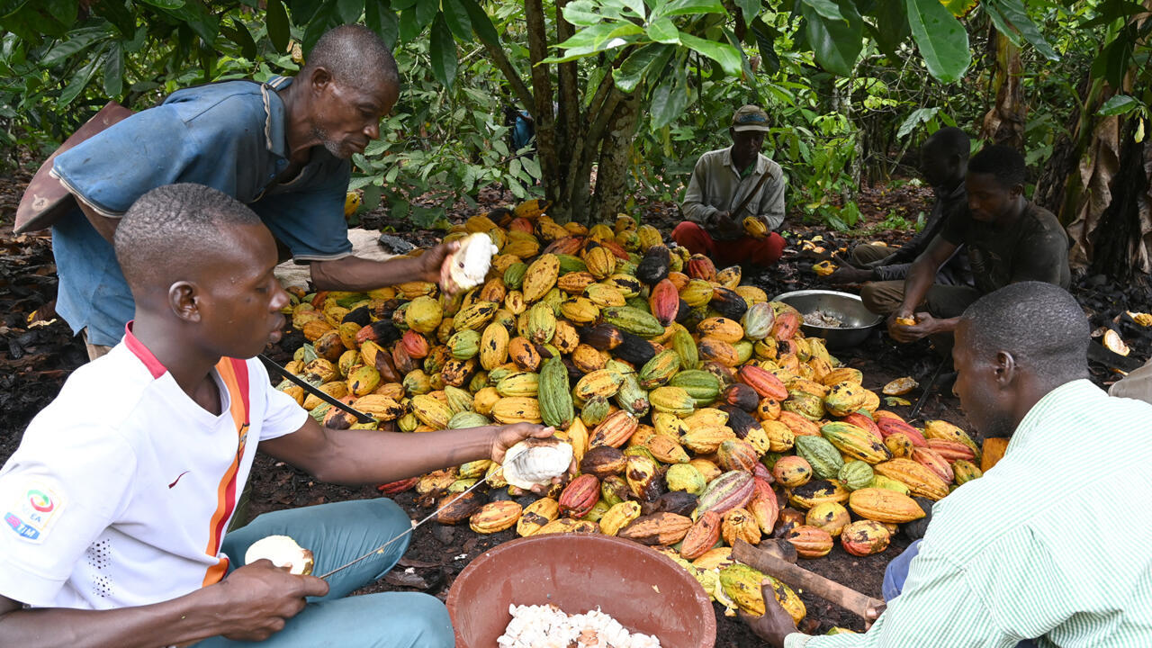 Ivorian cocoa farmers break cocoa pods with hooked knives in a cocoa plantation near Sinfra in the Central region in Ivory Coast on  October 12, 2019. - The purchase price of cocoa to the farmers of Ivory Coast, the world's largest producer, was set at 825 CFA francs (1.25 euros) per kilogram, at the opening on Tuesday of the cocoa year 2019-2020, ie up 10%, announced the Coffee Cocoa Council (CCC). (Photo by ISSOUF SANOGO / AFP)