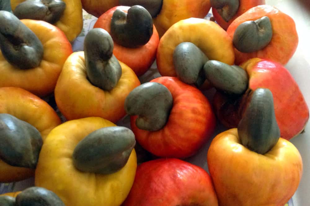 pomme-acajou-fruit